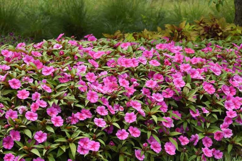 Impatiens Bounce™ Pink Flame, Bounce™ Pink Flame Impatiens, Mounding Impatiens, Pink Impatiens, Pink Flowers