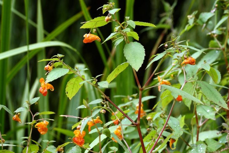 Impatiens capensis, Jewelweed, Orange Jewelweed, Spotted Touch-me-not, Impatiens biflora, Impatiens fulva, Impatiens noli-tangere ssp. biflora, Impatiens nortonii