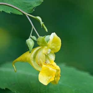 Impatiens pallida, Pale Touch-me-not, Yellow Jewelweed, Yellow Flowers, Yellow Impatiens