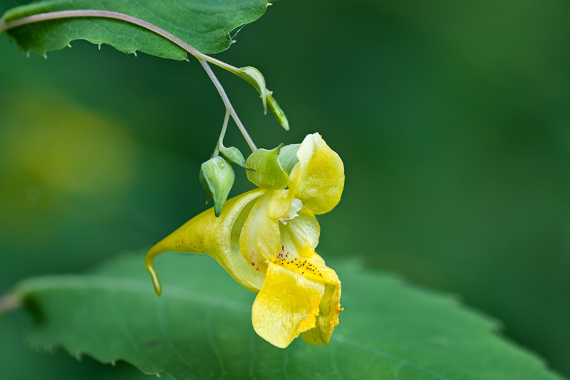 Impatiens pallida (Yellow Jewelweed)
