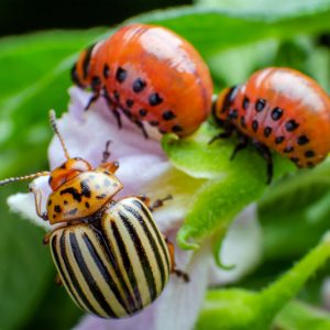 Garden Pests, Garden Bugs, Aphids, Colorado Potato Beetles, Japanese Beetles, Cutworms, Earwings