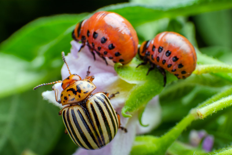 FROMAN INSECTLANG Mルーア5-28g 2本組み2.04cm Insects and Bugs you Want to Repel