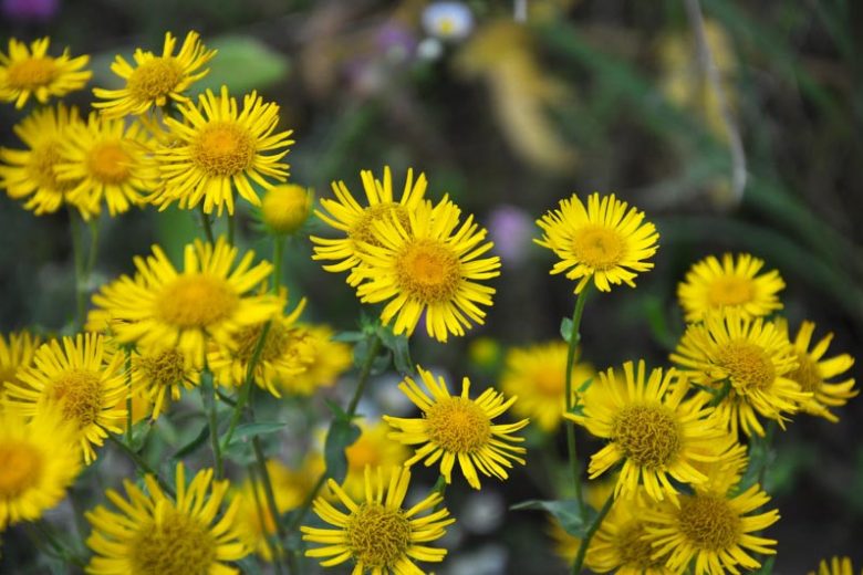 Inula britannica, Meadow Fleabane, British Yellowhead , Yellow Flowers