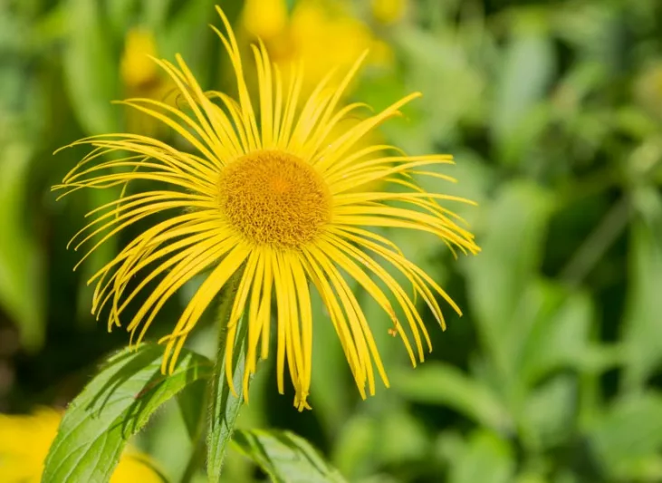Inula hookeri, Elecampane,  Hooker Inula, Yellow Flowers