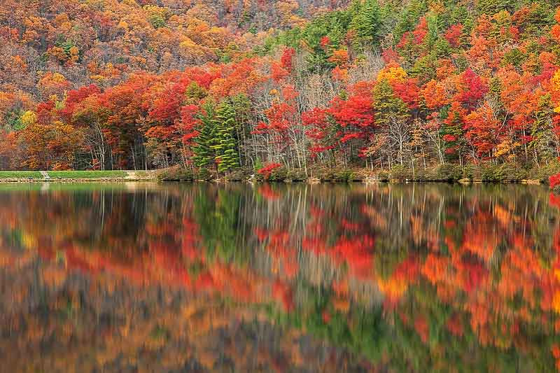 Native Plants, Invasive Plants, Virginia Invasive Plants, Virginia Invasive Shrubs, Virginia Invasive Perennials, Virginia Invasive Trees