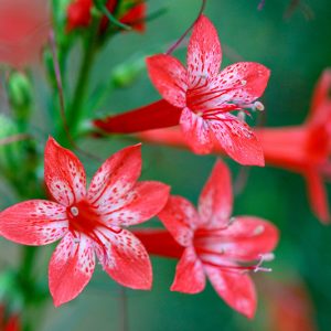 Ipomopsis rubra, Standing Cypress, Texas Plume, Texas Star, Trailing Fire,Scarlet Gilia, Red Gilia, Flame Flower, Indian Plume, Spanish Larkspur, Gilia rubra, Red Flowers,