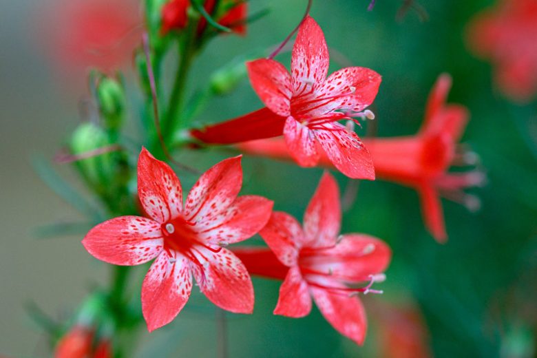 Ipomopsis rubra, Standing Cypress, Texas Plume, Texas Star, Trailing Fire,Scarlet Gilia, Red Gilia, Flame Flower, Indian Plume, Spanish Larkspur, Gilia rubra, Red Flowers,