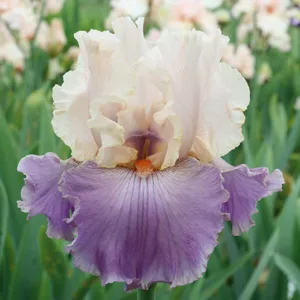 Iris 'Absolute Crush', Tall Bearded Iris 'Absolute Crush', Iris Germanica 'Absolute Crush', Late Season Irises, Bicolor irises, White Irises, Lavender Irises