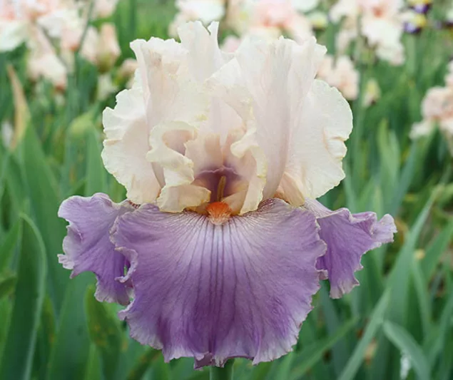 Iris 'Absolute Crush', Tall Bearded Iris 'Absolute Crush', Iris Germanica 'Absolute Crush', Late Season Irises, Bicolor irises, White Irises, Lavender Irises