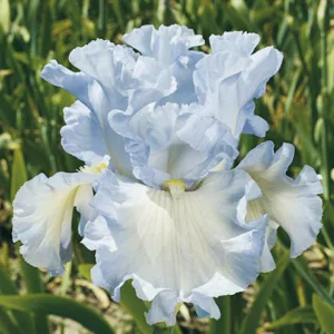 Iris 'Absolute Treasure', Tall Bearded Iris 'Absolute Treasure', Iris Germanica 'Absolute Treasure', Fragrant Irises, Fragrant bearded irises, Mid Season Irises, White irises, Award Irises, Bicolor Irises