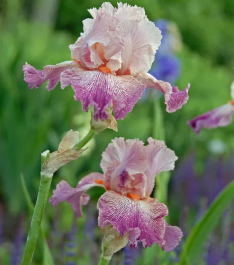Iris 'Anything Goes', Tall Bearded Iris 'Anything Goes', Iris Germanica 'Anything Goes', Early Midseason Irises, Pink irises, Award Irises, Bicolor Irises, Lilac Irises, Lavender Irises