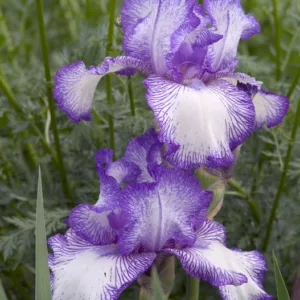 Iris Autumn Circus, Bearded iris Autumn Circus, Iris Germanica Autumn Circus, Early Blooming irises, Reblooming irises, Bicolor irises, Blue Irises