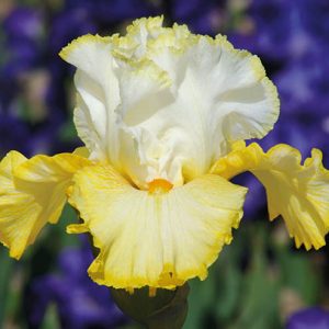Iris 'Better Than Butter', Tall Bearded Iris 'Better Than Butter', Iris Germanica 'Better Than Butter', Early Season Irises, Mid Season Irises, Late Season Irises, Yellow irises, Award Irises, Bicolor Irises