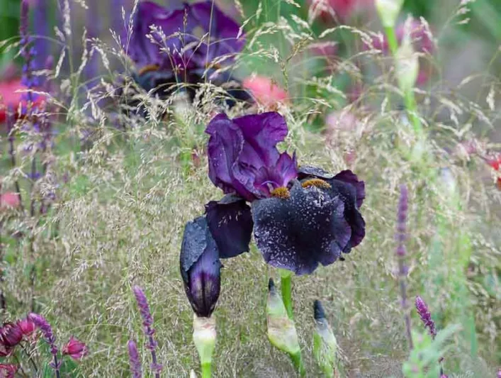 Iris 'Black Swan', Tall Bearded Iris 'Black Swan', Iris Germanica 'Black Swan', Midseason Irises, Bicolor irises, Award Irises, Purple Irises