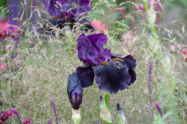 Iris 'Black Swan', Tall Bearded Iris 'Black Swan', Iris Germanica 'Black Swan', Midseason Irises, Bicolor irises, Award Irises, Purple Irises