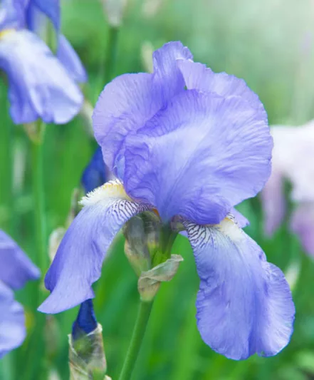 Iris 'Blue Rhythm', Tall Bearded Iris 'Blue Rhythm', Iris Germanica 'Blue Rhythm', MidSeason Irises, Award Irises, Blue Irises, Dykes Medal