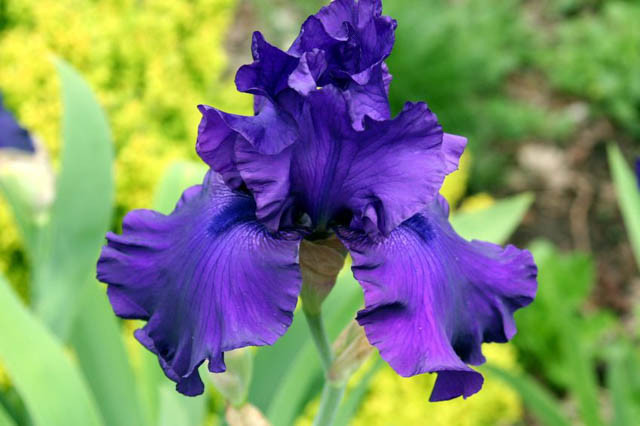 Iris 'Blueberry Bliss, Tall Bearded Iris Blueberry Bliss, Iris Germanica Blueberry Bliss, Dark irises, Award Irises, Purple Irises, Blue Irises
