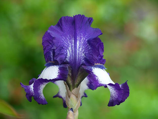 Iris Cee Jay, Bearded iris Cee Jay, Iris Germanica Cee Jay, Bicolor irises, Award Irises, Blue Irises, Intermediate Bearded Iris