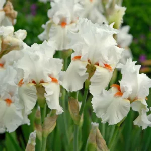 Iris 'Celestial Flame', Tall Bearded Iris 'Celestial Flame', Iris Germanica 'Celestial Flame', Early Midseason Irises, White Irises