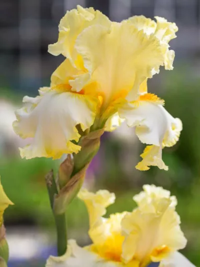 Iris 'Champagne Walz', Tall Bearded Iris 'Champagne Walz', Iris Germanica 'Champagne Walz', Mid Season Irises, Yellow irises, Award Irises, Bicolor Irises