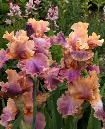 Iris 'Chasing Rainbows', Tall Bearded Iris 'Chasing Rainbows', Iris Germanica 'Chasing Rainbows', Midseason Irises, Award Irises, Pink Irises, Lavender Irises