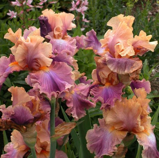 Iris 'Chasing Rainbows', Tall Bearded Iris 'Chasing Rainbows', Iris Germanica 'Chasing Rainbows', Midseason Irises, Award Irises, Pink Irises, Lavender Irises