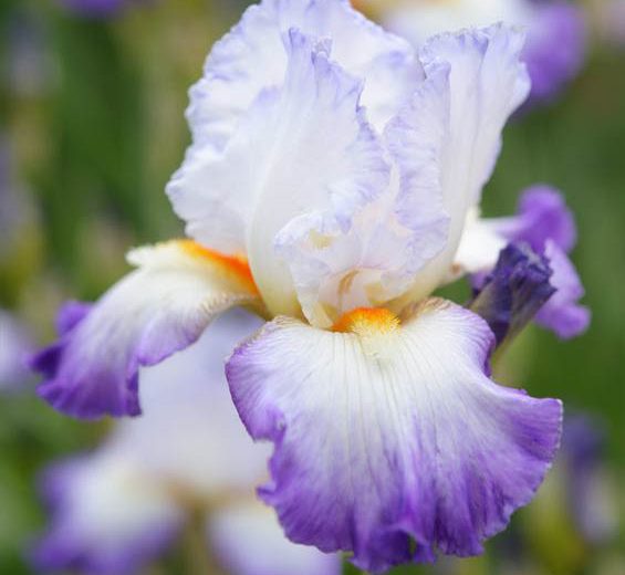 Iris 'Conjuration', Tall Bearded Iris 'Conjuration', Iris Germanica 'Conjuration', Late Midseason Irises, Bicolor irises, Award Irises, Purple Irises, White Irises