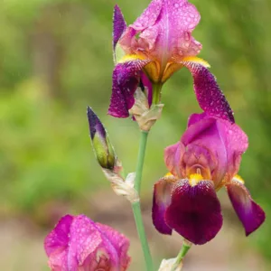 Iris 'Dauntless', Tall Bearded Iris 'Dauntless', Iris Germanica 'Dauntless', MidSeason Irises, Award Irises, Purple Irises, Dykes Medal
