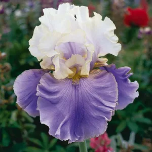 Iris 'Dream of You', Tall Bearded Iris 'Dream of You', Iris Germanica 'Dream of You', Fragrant Irises, Fragrant bearded irises, Mid Season Irises, White irises, Award Irises, Bicolor Irises
