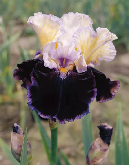 Iris 'Finalist', Tall Bearded Iris 'Finalist', Iris Germanica 'Finalist', Late Season Irises, White Irises, Purple Irises, Bicolor Irises
