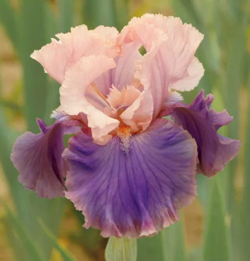Iris 'Florentine Silk', Tall Bearded Iris 'Florentine Silk', Iris Germanica 'Florentine Silk', Late Midseason Irises, Bicolor irises, Award Irises, Pink Irises, Lavender Irises