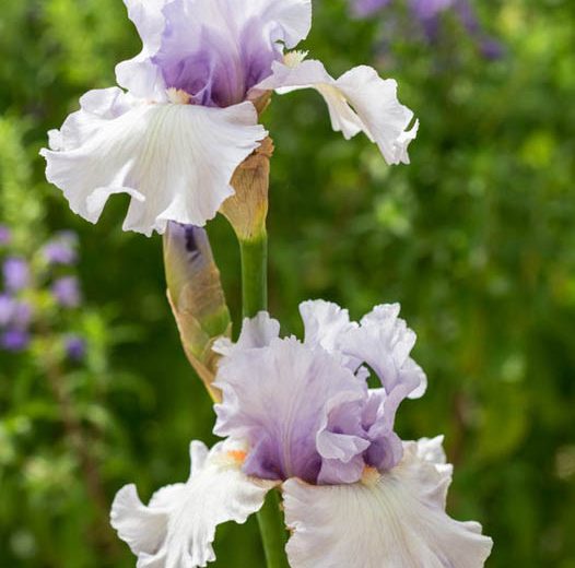 Iris 'Fogbound', Tall Bearded Iris 'Fogbound', Iris Germanica 'Fogbound', Fragrant Irises, Fragrant bearded irises, Mid Season Irises, Bicolor irises, Award Irises