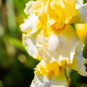 Iris 'Fringe of Gold', Tall Bearded Iris 'Fringe of Gold', Iris Germanica 'Fringe of Gold', Late Season Irises, White Irises, Yellow Irises, Bicolor Irises