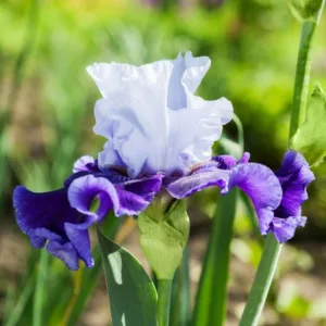 Iris 'Global Crossing', Tall Bearded Iris 'Global Crossing', Iris Germanica 'Global Crossing', Mid Season Irises, Blue irises, Award Irises, Bicolor Irises