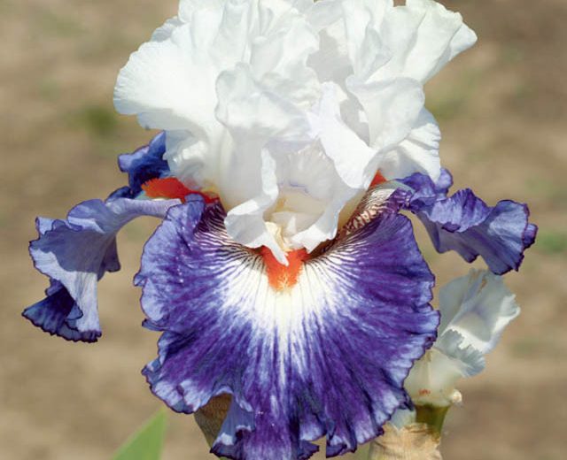 Iris 'Gypsy Lord', Tall Bearded Iris 'Gypsy Lord', Iris Germanica 'Gypsy Lord', Late Midseason Irises, Bicolor irises, Award Irises, White Irises, Purple Irises
