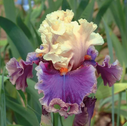 Iris 'Hold My Hand', Tall Bearded Iris 'Hold My Hand', Iris Germanica 'Hold My Hand', Late Midseason Irises, Bicolor irises, Lavender Irises, fragrant Irises