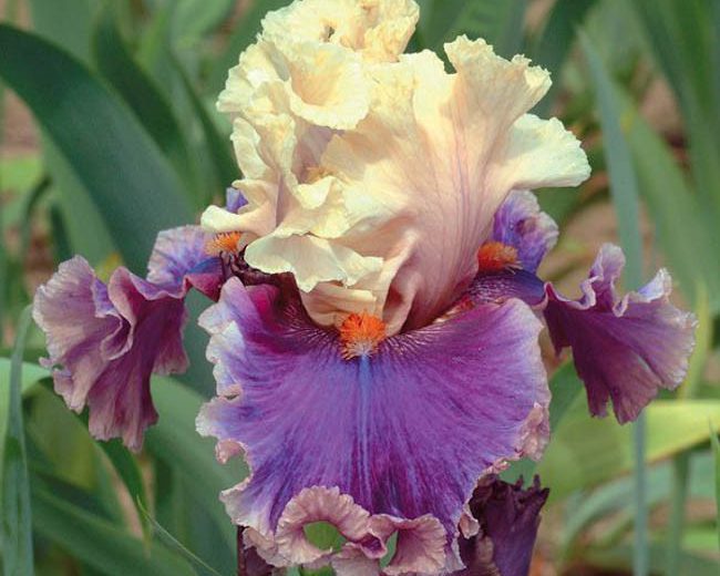 Iris 'Hold My Hand', Tall Bearded Iris 'Hold My Hand', Iris Germanica 'Hold My Hand', Late Midseason Irises, Bicolor irises, Lavender Irises, fragrant Irises