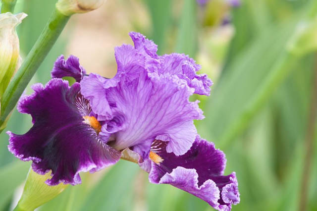 Iris 'About Town', Tall Bearded Iris About Town, Iris Germanica About Town, Early irises, Award Irises, Purple Irises