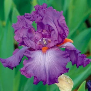 Iris 'Imperial Reign', Tall Bearded Iris 'Imperial Reign', Iris Germanica 'Imperial Reign', Mid Season Irises, Lavender irises, Purple Iries, Violet Irises