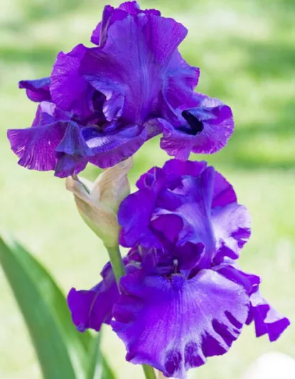Iris 'Indigo Princess', Tall Bearded Iris 'Indigo Princess', Iris Germanica 'Indigo Princess', Mid Late Season Irises, Dark irises, Award Irises, Purple Irises