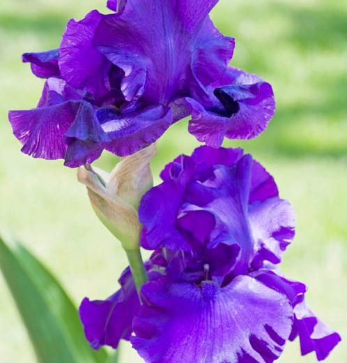 Iris 'Indigo Princess', Tall Bearded Iris 'Indigo Princess', Iris Germanica 'Indigo Princess', Mid Late Season Irises, Dark irises, Award Irises, Purple Irises