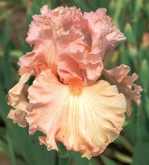 Iris 'Lotus Land', Tall Bearded Iris 'Lotus Land', Iris Germanica 'Lotus Land', Midseason Irises, Award Irises, Pink Irises, Peach Irises