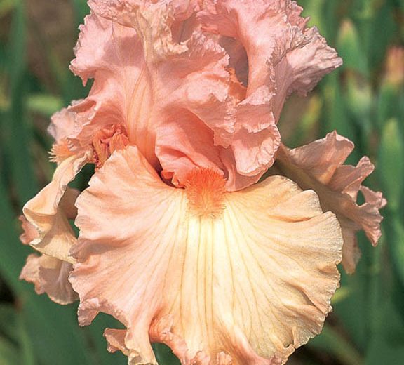 Iris 'Lotus Land', Tall Bearded Iris 'Lotus Land', Iris Germanica 'Lotus Land', Midseason Irises, Award Irises, Pink Irises, Peach Irises