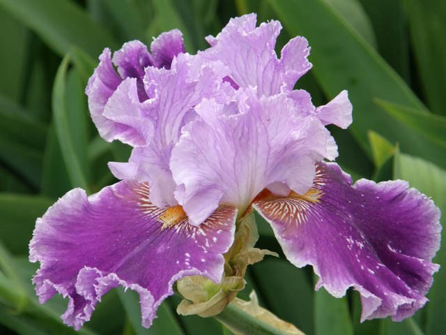 Iris 'Louisa's Song', Tall Bearded Iris Louisa's Song, Iris Germanica Louisa's Song, Early irises, Award Irises, Purple Irises