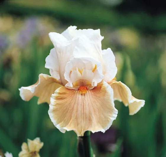 Iris 'Magharee', Tall Bearded Iris 'Magharee', Iris Germanica 'Magharee', Late Season Irises, Cream Irises, Rose Irises, Bicolor Irises