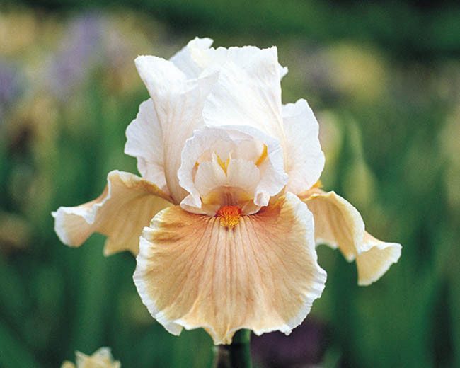 Iris 'Magharee', Tall Bearded Iris 'Magharee', Iris Germanica 'Magharee', Late Season Irises, Cream Irises, Rose Irises, Bicolor Irises