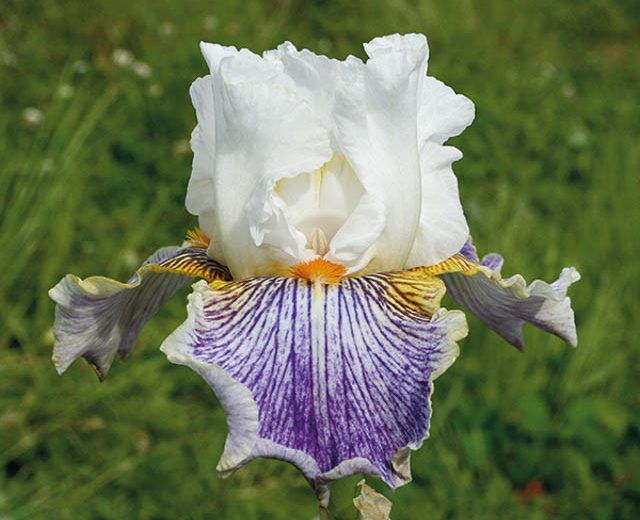 Iris 'Magic Happens', Tall Bearded Iris 'Magic Happens', Iris Germanica 'Magic Happens', Fragrant Irises, Fragrant bearded irises, Early Irises, Mid Season Irises, Bicolor irises, Award Irises