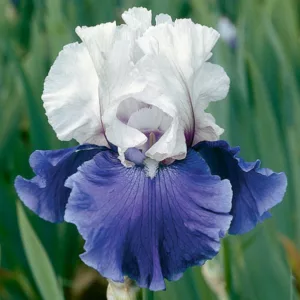 Iris Mariposa Skies, Bearded iris Mariposa Skies, Iris Germanica Mariposa Skies, Reblooming irises, Fragrant Irises, Bicolor irises, Award Irises, Blue Irises