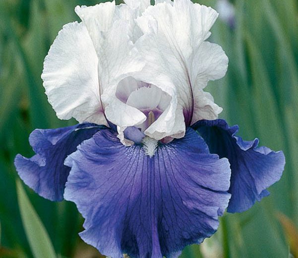 Iris Mariposa Skies, Bearded iris Mariposa Skies, Iris Germanica Mariposa Skies, Reblooming irises, Fragrant Irises, Bicolor irises, Award Irises, Blue Irises