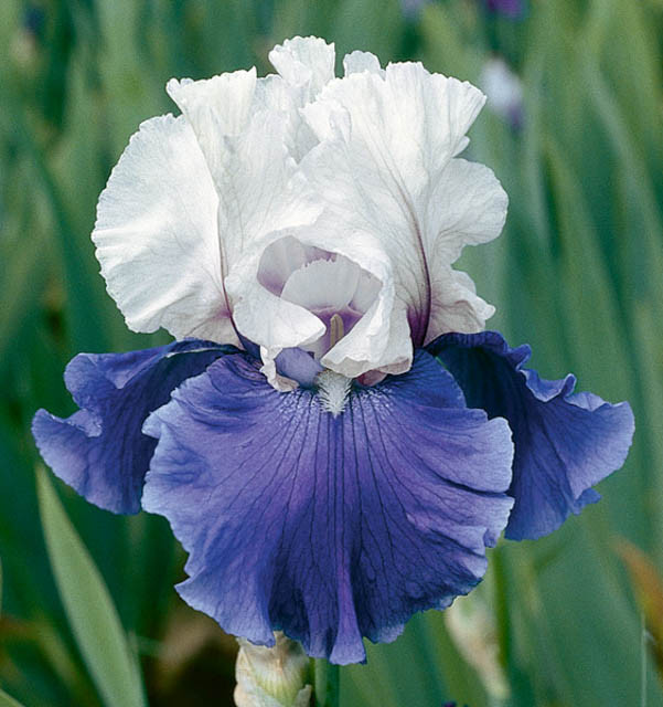 Iris 'Mariposa Skies' (Reblooming Bearded Iris)